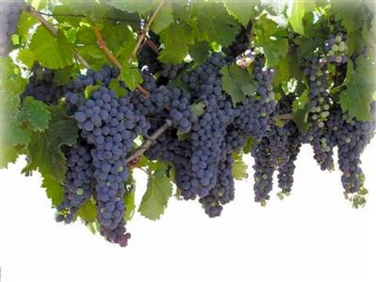 مدیر جهاد کشاورزی زابل: ۱۷۰۰ هکتار باغ انگور یاغوتی در سیستان وجود دارد