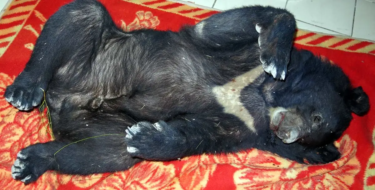 یک خرس سیاه آسیایی بر اثر برخورد با خودرو در رودان تلف شد