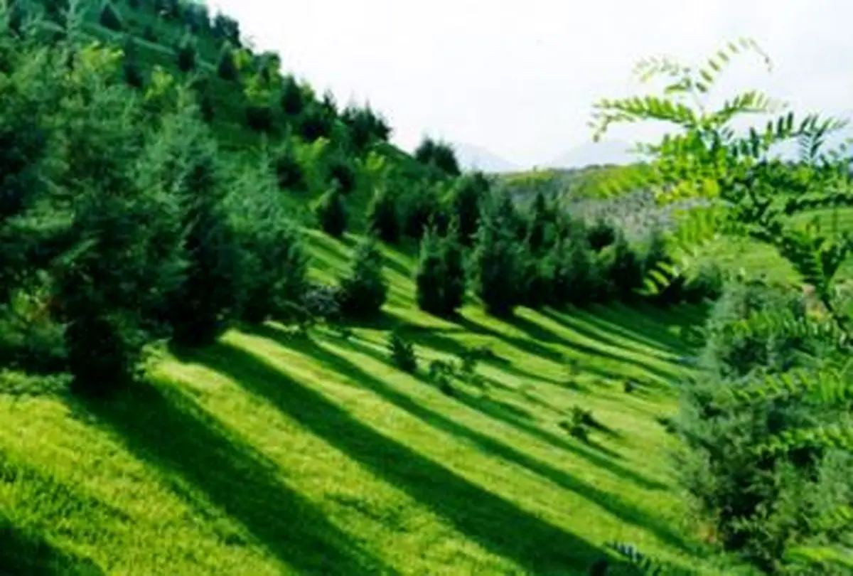 معاون شهردار تهران: فضای سبز تهران با آب خام آبیاری می‌شود