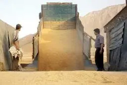 مجری طرح گندم: یک میلیون و ۷۰۰ هزارتن گندم خریداری شد