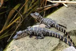 فرمانده یگان حفاظت محیط زیست استان تهران از کشف و ضبط ۲ تمساح توسط ماموران این یگان خبر داد