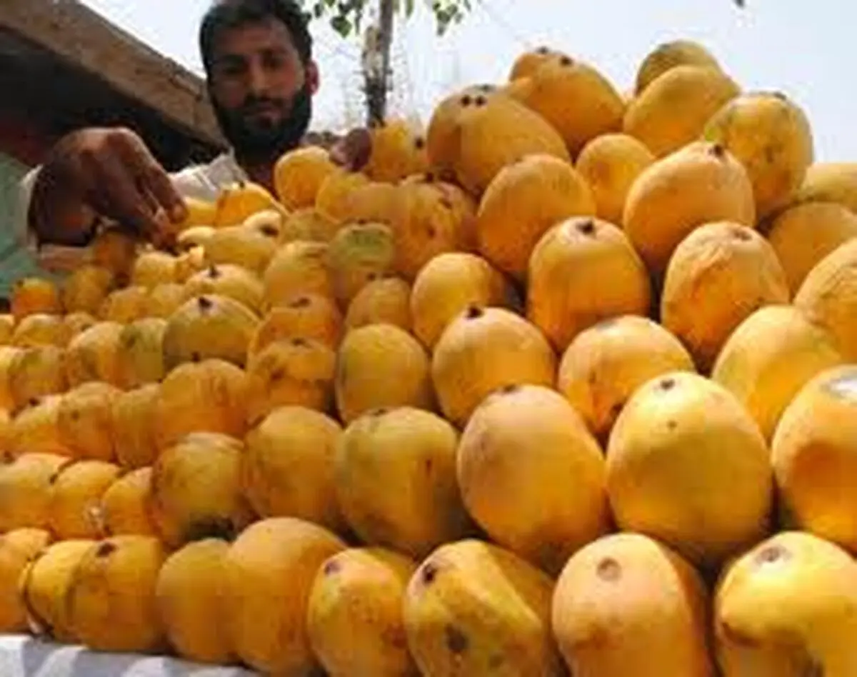 رئیس جهاد کشاورزی سیستان و بلوچستان: ۱۲۶۲ هکتار از باغات استان به کشت انبه اختصاص دارد