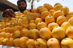 رئیس جهاد کشاورزی سیستان و بلوچستان: ۱۲۶۲ هکتار از باغات استان به کشت انبه اختصاص دارد
