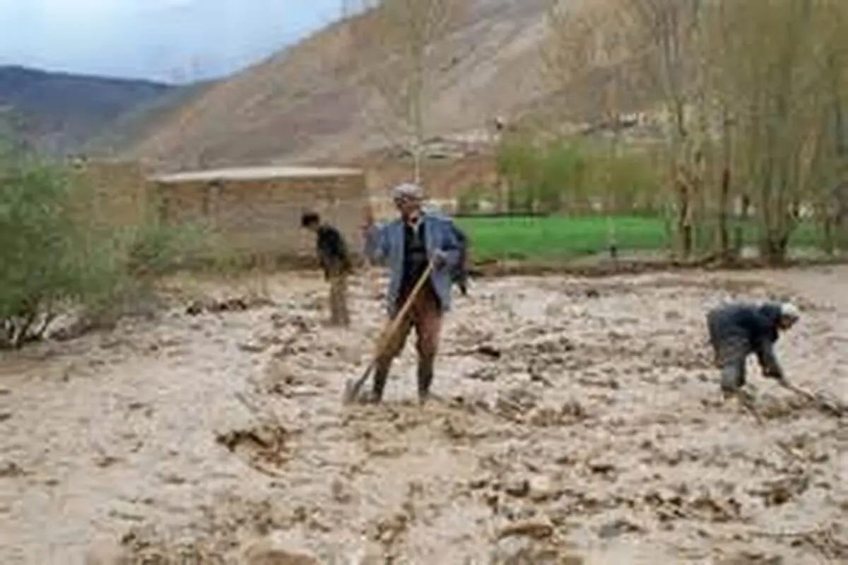 قائم‌مقام صندوق بیمه‌ کشاورزی: به کشاورزان بیمه‌شده غرامت می‌دهیم