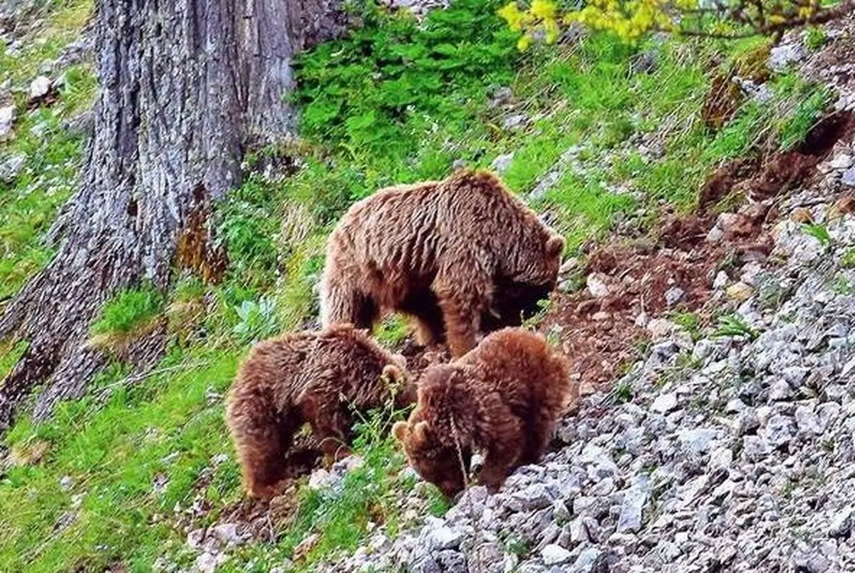 تصویربرداری کم نظیر از یک ماده خرس قهوه‌ای و سه توله اش در دودانگه مازندران به ثبت رسید
