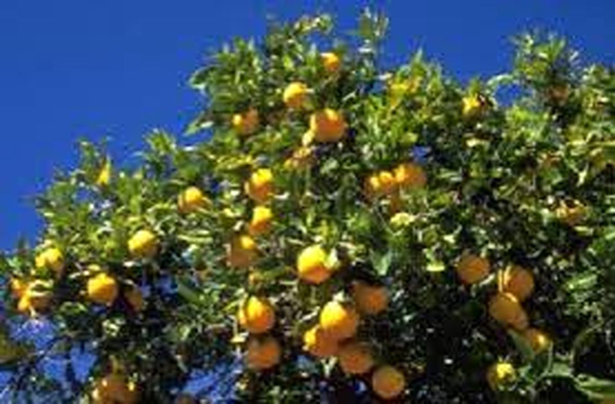 مدیر جهاد کشاورزی جهرم: این شهرستان با تولید ۷۵۰ هزار تُن لیمو قطب ملی لیمو است