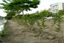 طرح جهادی درختکاری در خیابان‌ها و معابر اصلی محلات تهران اجرا می‌شود