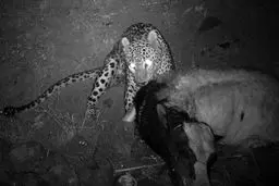 عكس خبری:: تصاویری کم نظیر از شکار یک گاو اهلی توسط 