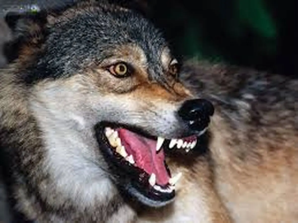 پسربچه چهار ساله همدانی طعمه گرگ شد