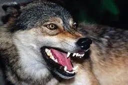 پسربچه چهار ساله همدانی طعمه گرگ شد
