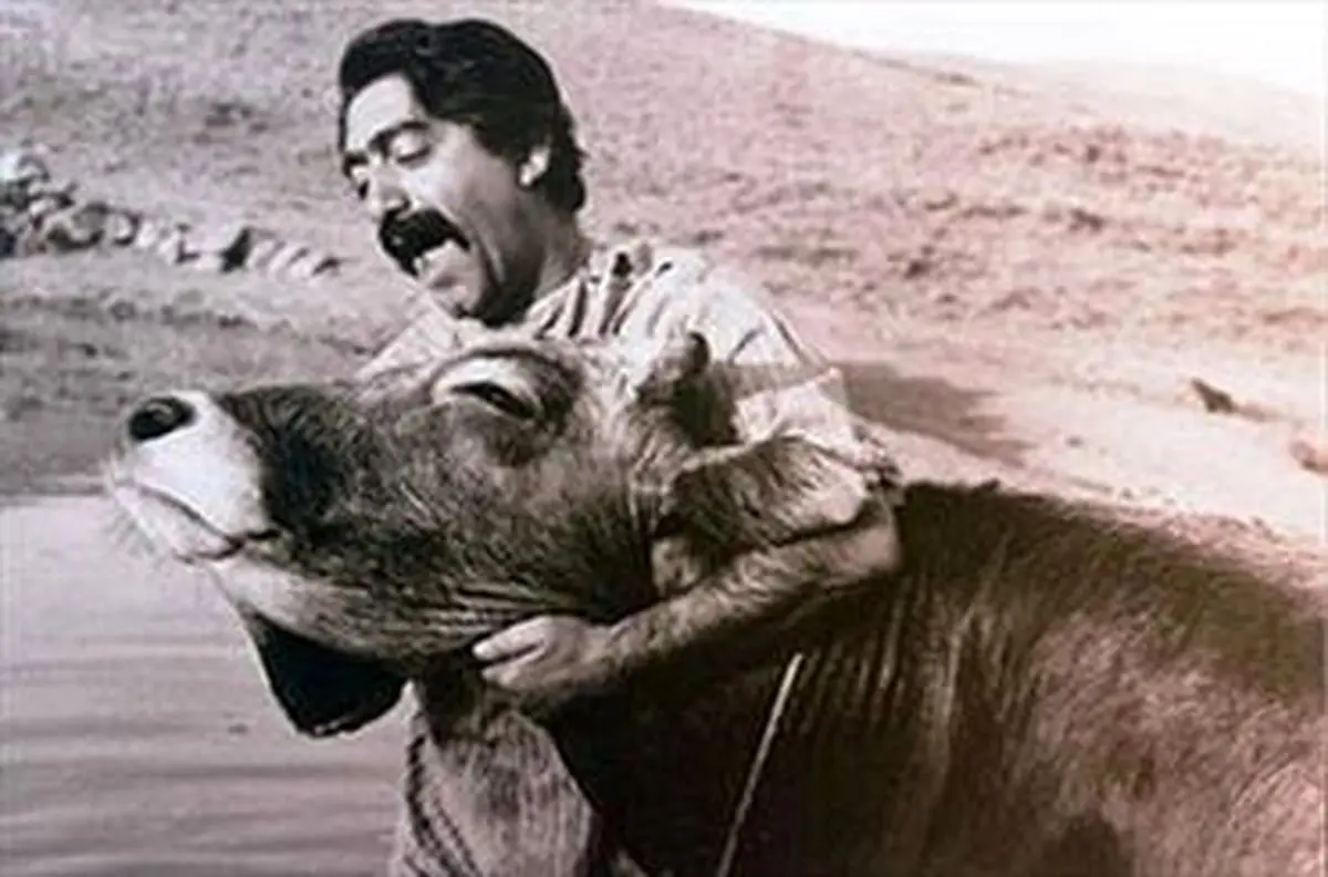 نسیخه دیجیتال "گاو" پس از ۴۵ سال در فرهنگسرای نیاوران به نمایش درمیآید
