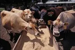 عضو کمیسیون کشاورزی از رانت خواری میلیاردی یک شرکت واردکننده خوراک دام خبر داد