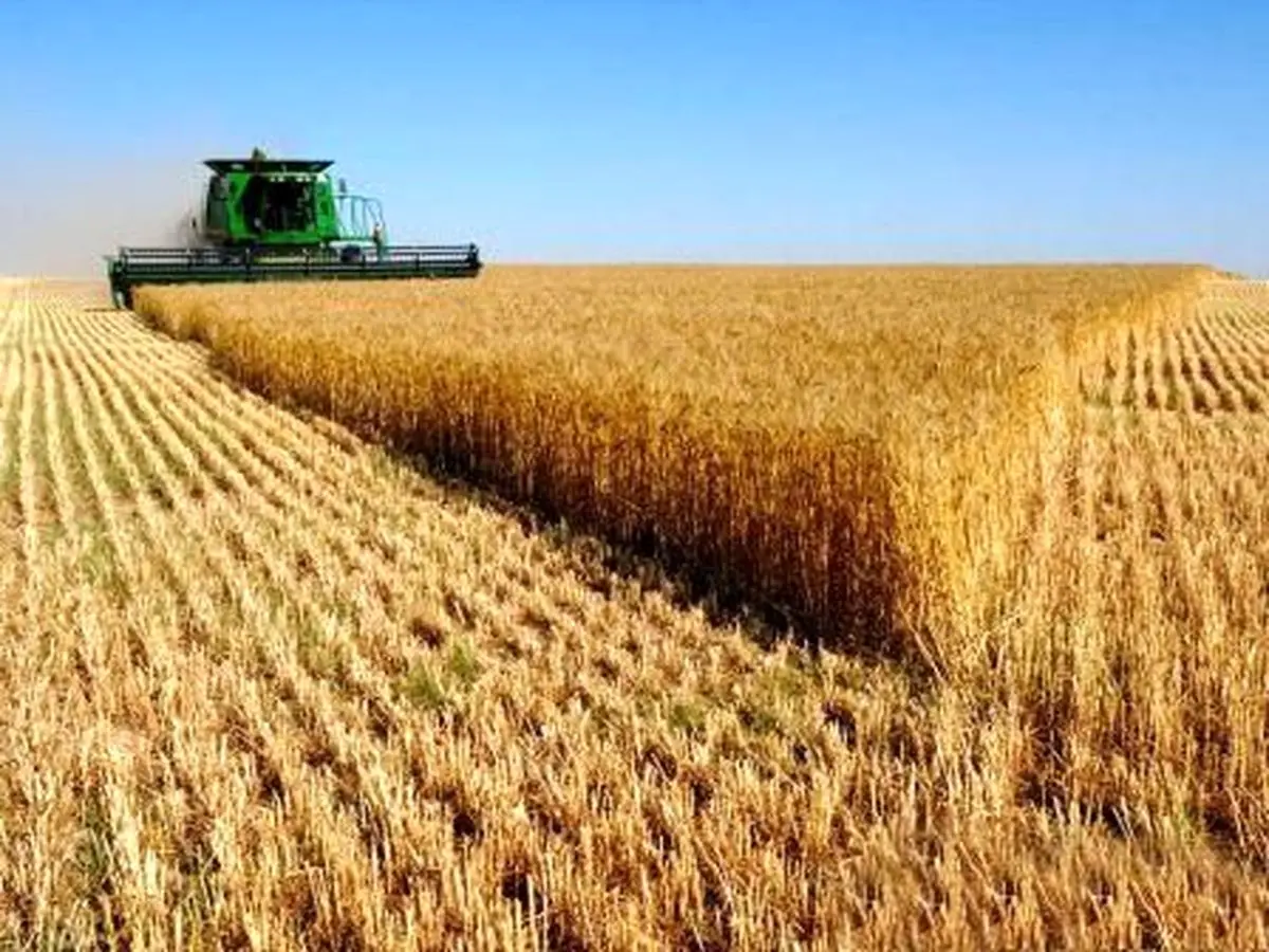 سخنگوی خرید تضمینی گندم بانک سپه: مطالبات گندمکاران به طور کامل پرداخت شد