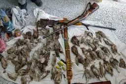عاملان کشتار بیش از ۱۰۰عدد کبک و تیهو در لارستان دستگیر شدند