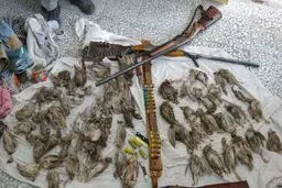 عاملان کشتار بیش از ۱۰۰عدد کبک و تیهو در لارستان دستگیر شدند