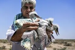 عکس خبری:: تلف شدن هزاران جوجه پرنده مهاجر بر اثر تشنگی و گرسنگی در هامون