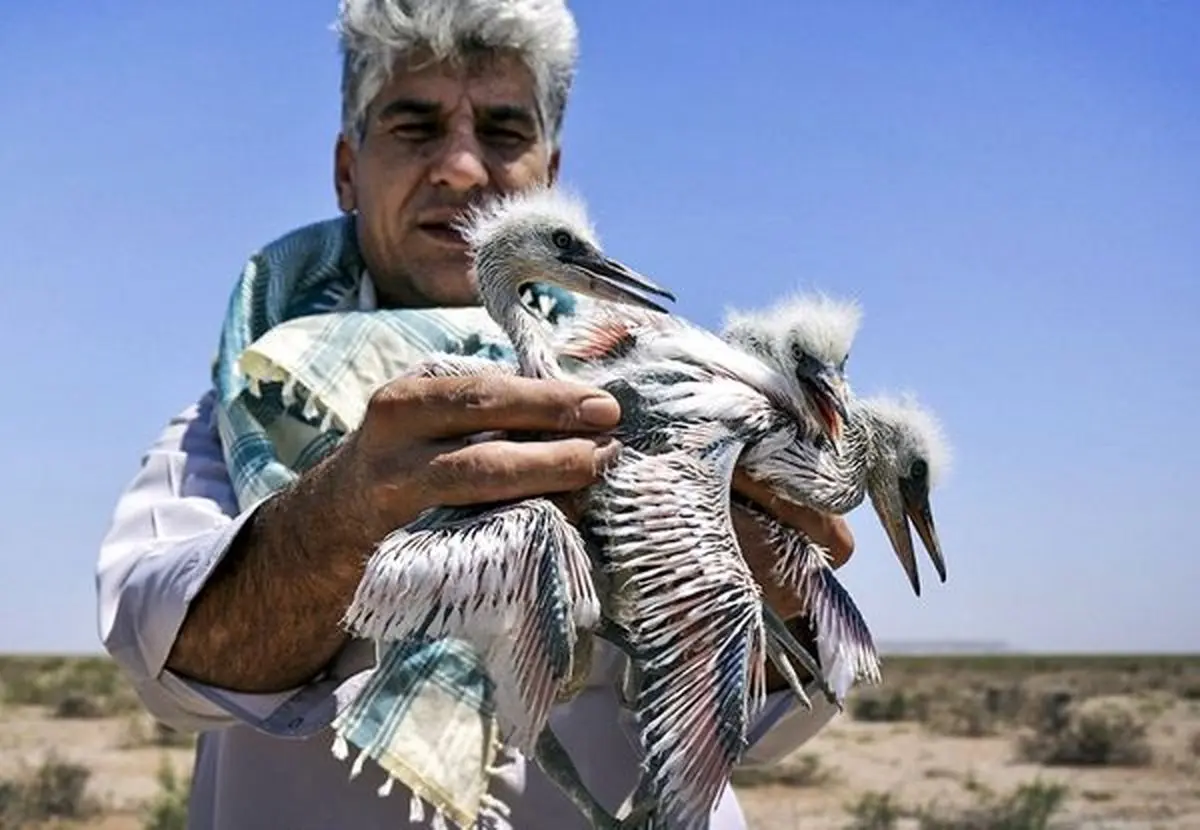 عکس خبری:: تلف شدن هزاران جوجه پرنده مهاجر بر اثر تشنگی و گرسنگی در هامون