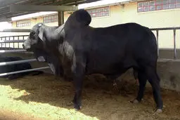 گاو اصیل سیستانی به علت خشکسالی‌های سیستان در معرض انقراض است