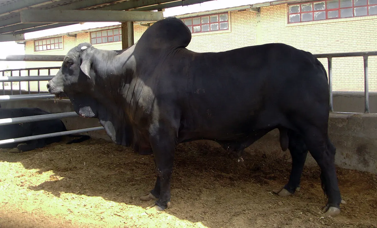 گاو اصیل سیستانی به علت خشکسالی‌های سیستان در معرض انقراض است