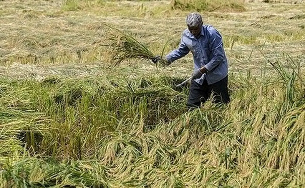 طوفان شن به بخش قابل توجهی از مزارع جالیزی سیستان خسارت وارد کرده است