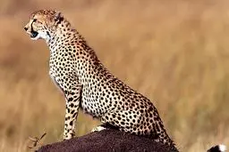 یوزپلنگ ایرانی نماد مسابقات هندبال قهرمانی جوانان آسیا شد