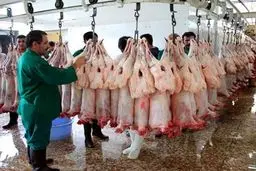 فرماندار کنارک: این شهرستان ظرفیت زیادی در زمینه تولید گوشت دارد