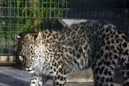 عاملان زنده‌گیری یک توله پلنگ به یکسال حبس و انجام فعالیت‌های محیط زیستی محکوم شدند