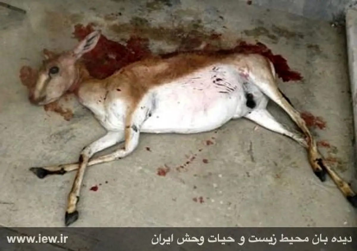 یک ماده آهو بر اثر برخورد با خودرو در پارک ملی گلستان تلف شد