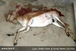 یک ماده آهو بر اثر برخورد با خودرو در پارک ملی گلستان تلف شد