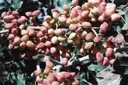 نماینده مردم زرند و امیریه در مجلس: صادرات پسته ایران نصف شد