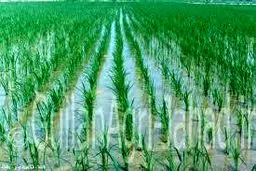 رئیس پژوهشکده بیوتکنولوژی کشاورزی: برنج مقاوم به آفات به تولید انبوه می‌رسد