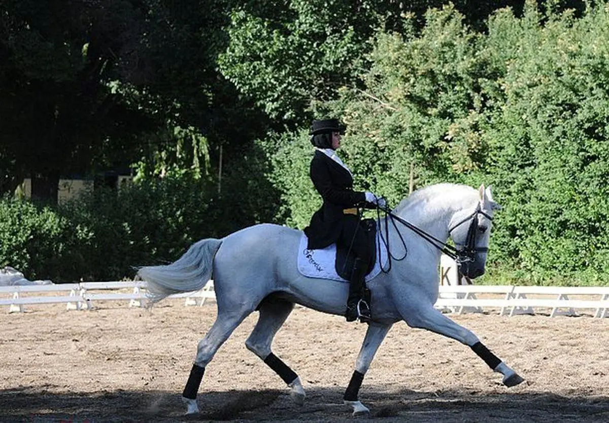 سوارکار اعزامی به بازی‌های آسیایی اینچئون: کشورهای رقیب ۴ سال و ما دو ماه تمرین کردیم 