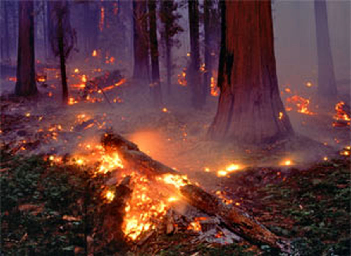 "خسارت آتش‌سوزی جنگل‌های کوهمره نودان کازرون ۱۴ میلیارد ریال برآورد شد"