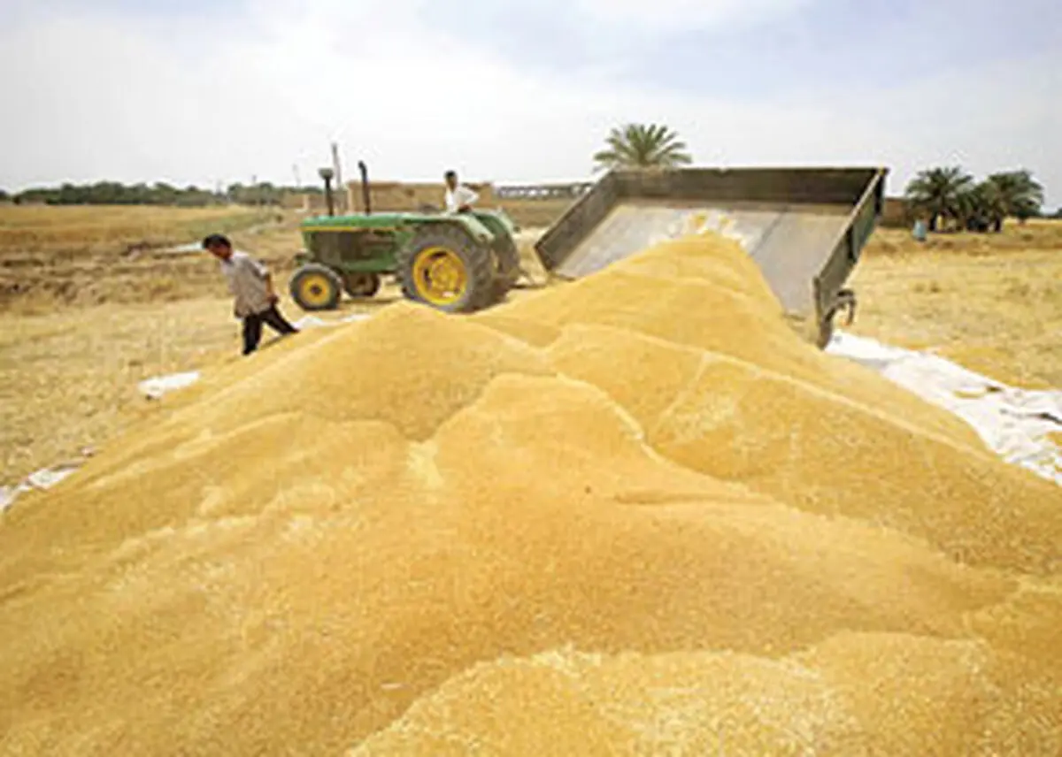 مدیر خرید تضمینی گندم، برنج و چای: خرید تضمینی گندم به پنج میلیون و ۶۷۶ هزار تن رسید