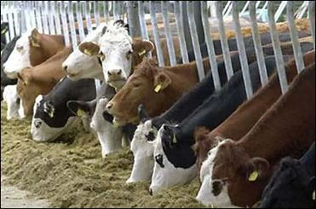 برای مقابله با بیماری "لمپی اسکین"۱۴۰ هزار راس دام سمپاشی شدند