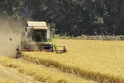 مدیرعامل شرکت بازرگانی دولتی: خرید تضمینی گندم شش میلیون تن شد