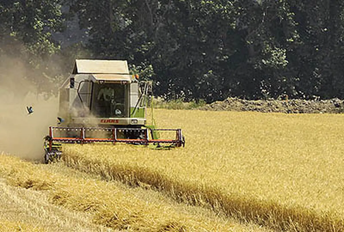 مدیرعامل شرکت بازرگانی دولتی: خرید تضمینی گندم شش میلیون تن شد