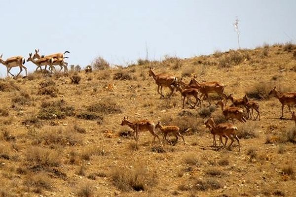 همزمان از آهو و دسته میش‌های وحشی در پارک ملی سرخه حصار تصویربرداری شد