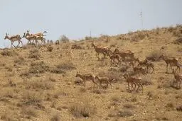 همزمان از آهو و دسته میش‌های وحشی در پارک ملی سرخه حصار تصویربرداری شد