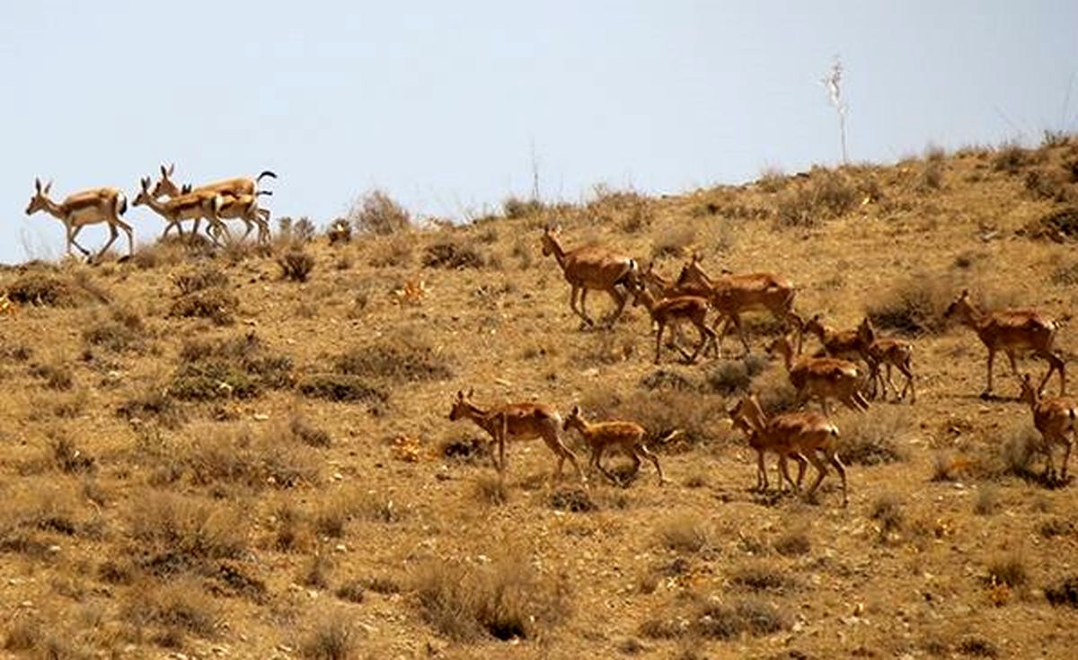 همزمان از آهو و دسته میش‌های وحشی در پارک ملی سرخه حصار تصویربرداری شد