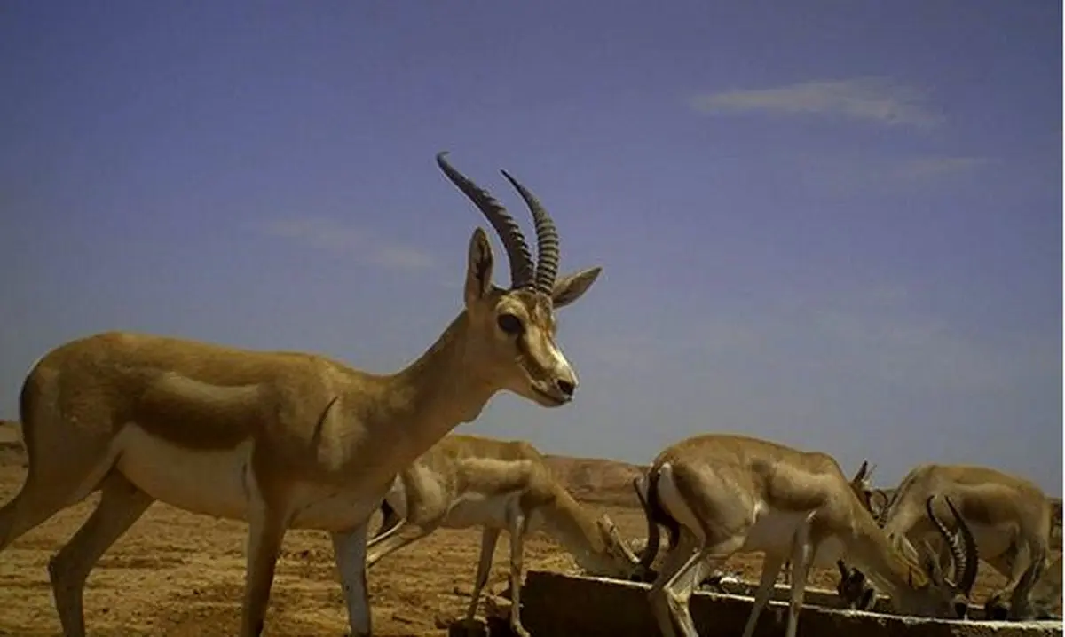 "بیماری‌های حیات وحش به طور مستمر پایش می‌شود"