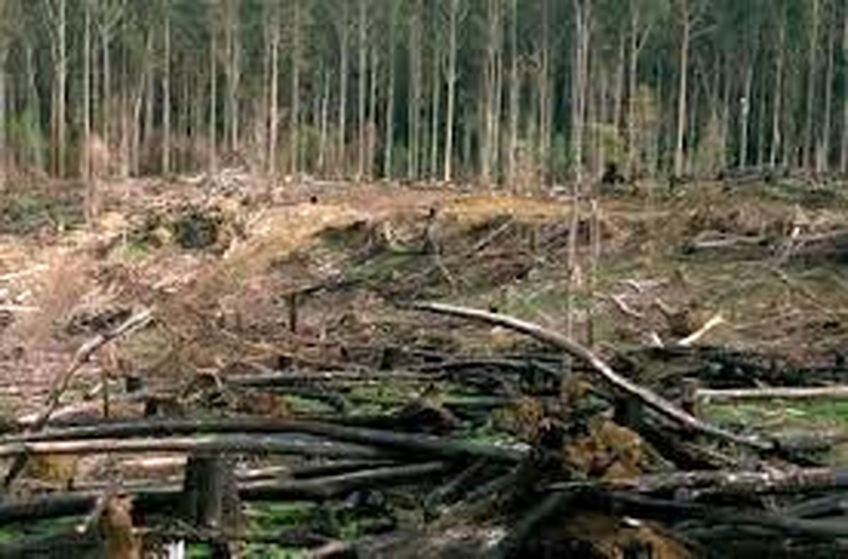 ۸۰ درصد طرح جامع "مبارزه با تخریب و قاچاق چوب جنگل" تدوین شده است