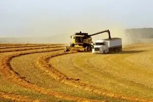 رویترز: ایران ۵۰ هزار تن گندم دریای سیاه خریداری کرده است