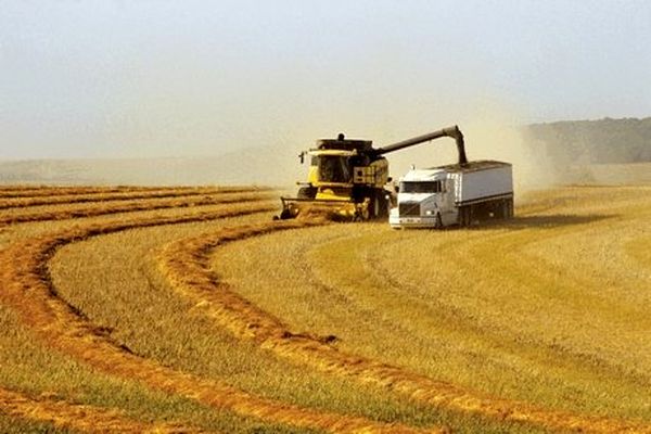 رویترز: ایران ۵۰ هزار تن گندم دریای سیاه خریداری کرده است