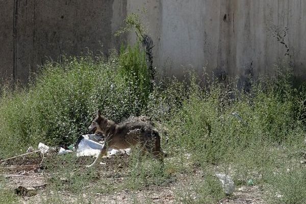 یک گرگ خاکستری در خیابان‌های مرکزی شهر کرج زنده‌گیری شد