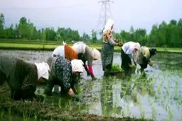 پاپی‌زاده: وزارت جهادکشاورزی اجازه واردات برنج را ندهد