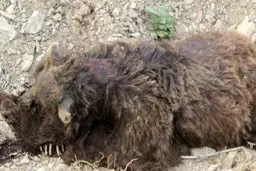 یک قلاده خرس قهوه‌ای در زیستگاه‌های استان تهران تلف شد