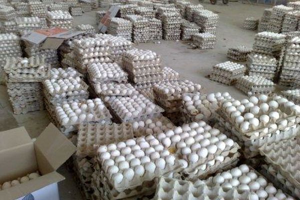 ۲۵ تن تخم مرغ فاسد در استان تهران کشف و معدوم شد