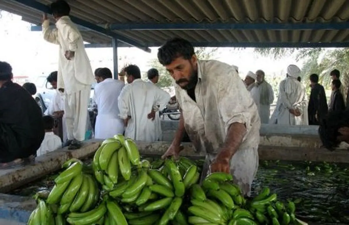 مدیر جهاد کشاورزی سرباز: این شهرستان از قطب‌های تولید موز کشور است