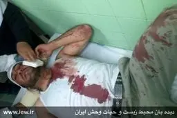 محیط‌بان پناهگاه حیات وحش شاهرود هدف گلوله شکارچیان قرار گرفت